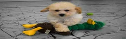 Maltipoo dogs for sale: Franklin 🐶 - Ad 2
