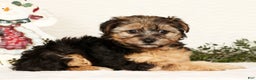 Yorkiepoo dogs for sale: Remi  3lbs - Ad 2
