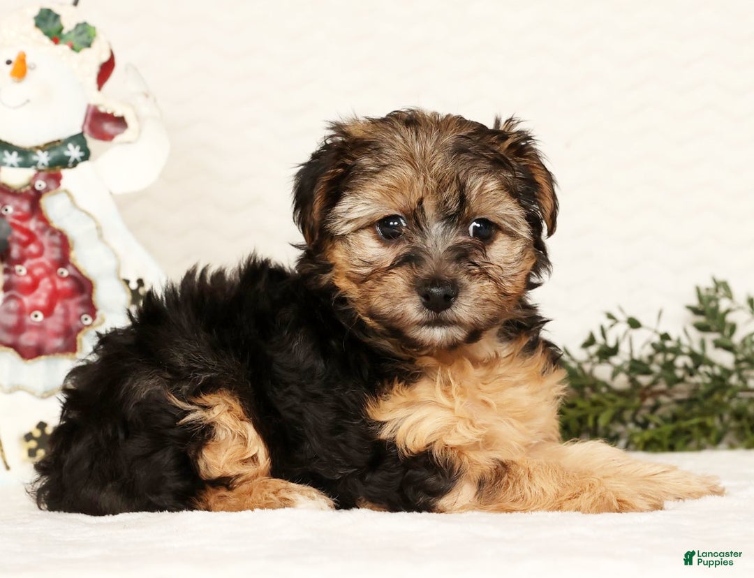 Yorkiepoo dogs for sale: Remi  3lbs - Ad 2
