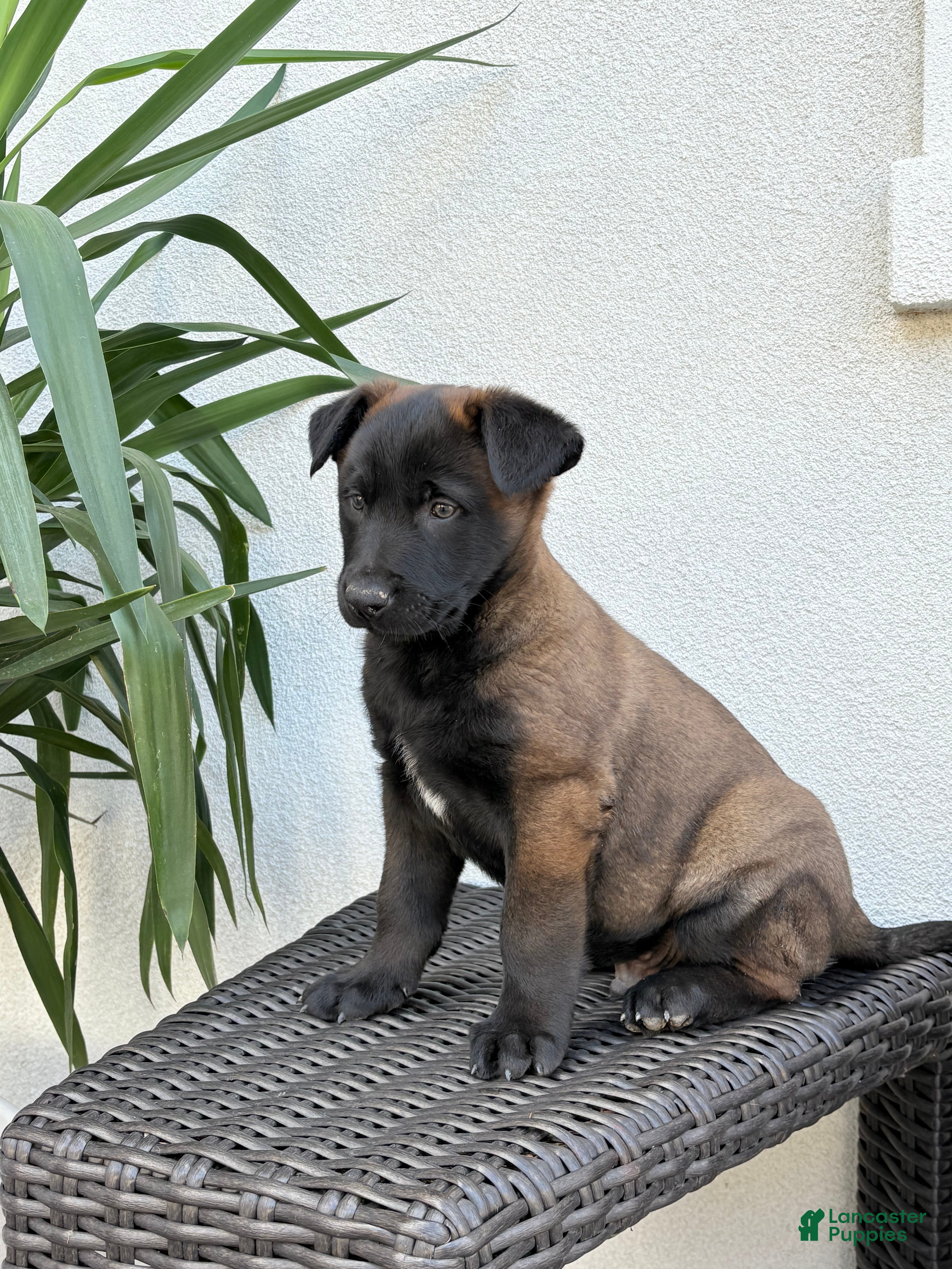 Belgian Malinois dogs Belgian Malinois Puppy (Micky) - Ad 1
