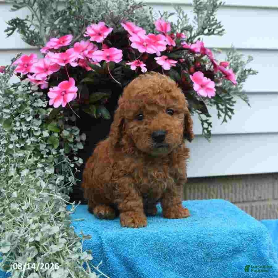 Mini Goldendoodle dogs Kevin - Ad 1