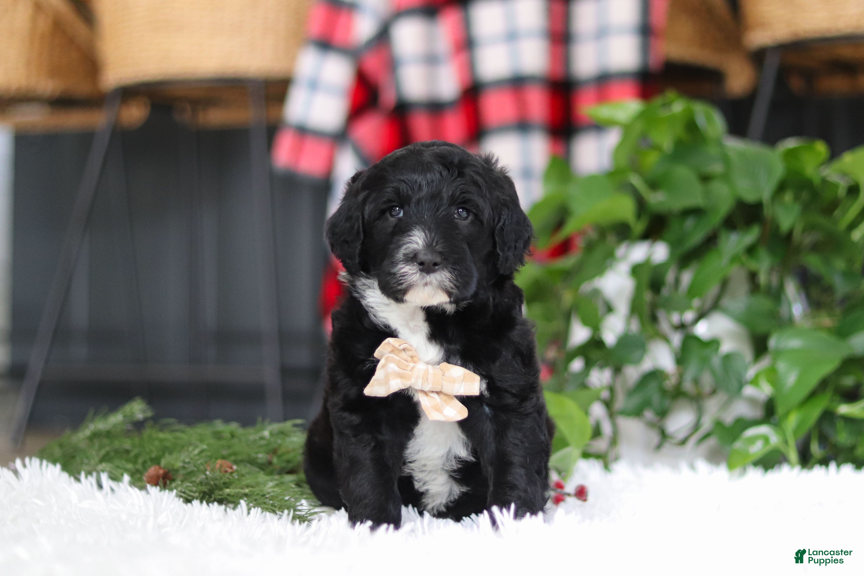 Portuguese Water Dog dogs Zeke - Ad 2