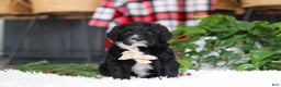 Portuguese Water Dog dogs for sale: Zeke - Ad 1
