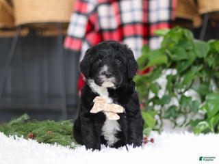 Portuguese Water Dog dogs Zeke - Ad 28