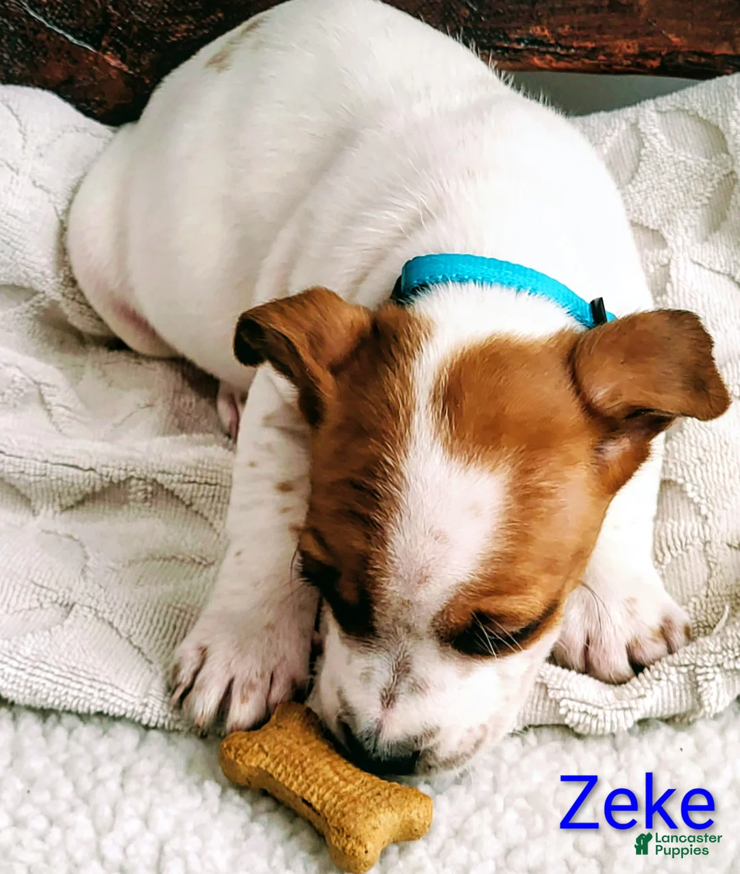 Jack Russell Terrier dogs for sale: Jack Russell Terrier Puppy 1 - Ad 4