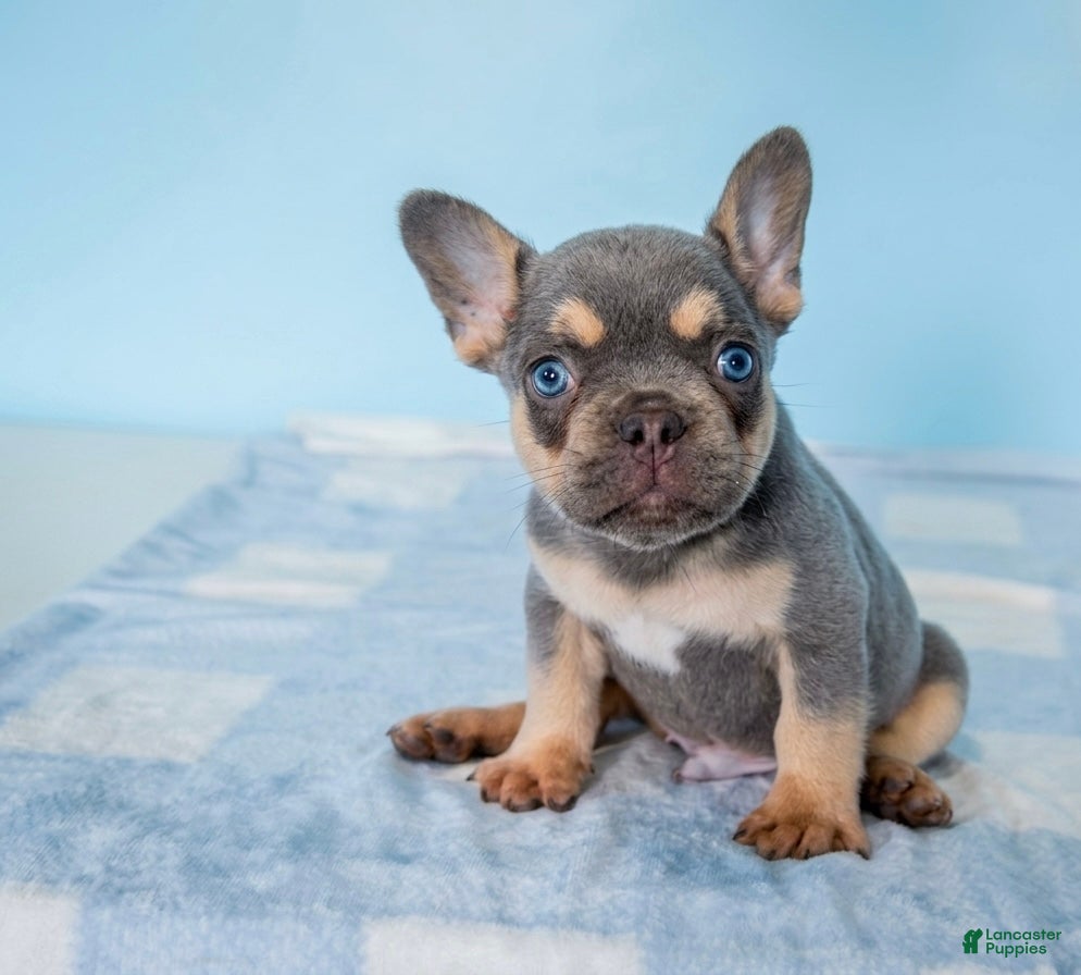 French Bulldog dogs French Bulldog 1 - Ad 40