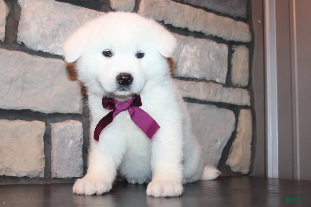 Akita dogs for sale: AKC Sadie - Ad 11