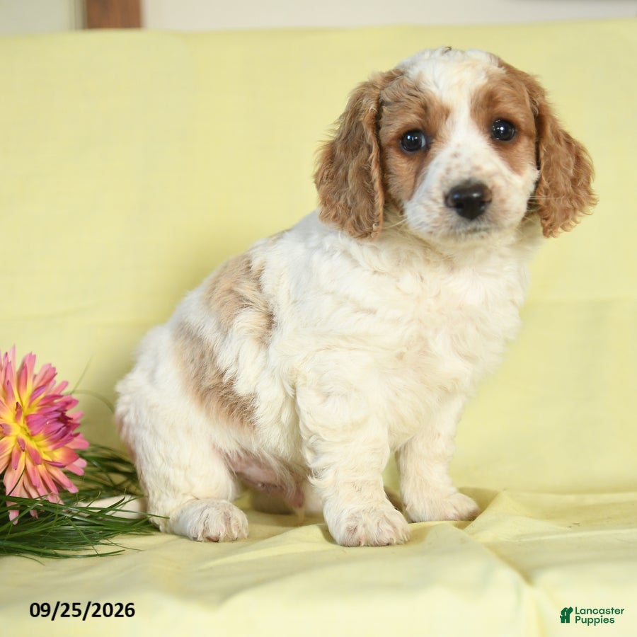 Mini Goldendoodle dogs Watson - Ad 2