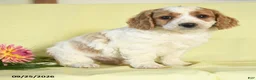 Mini Goldendoodle dogs for sale: Watson - Ad 2