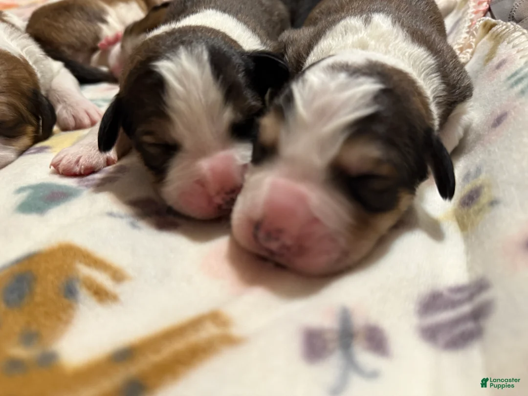 Mixed Breed dogs for sale: Great Bernese Female 3 - Ad 8