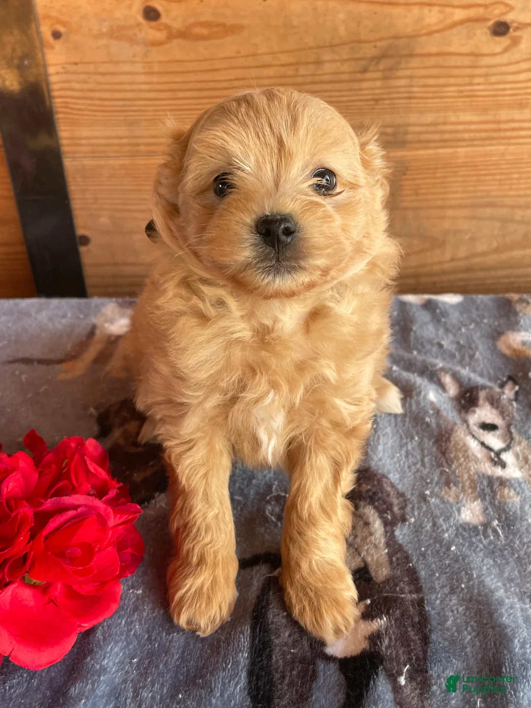 Pomapoo dogs for sale: Leo - Ad 4
