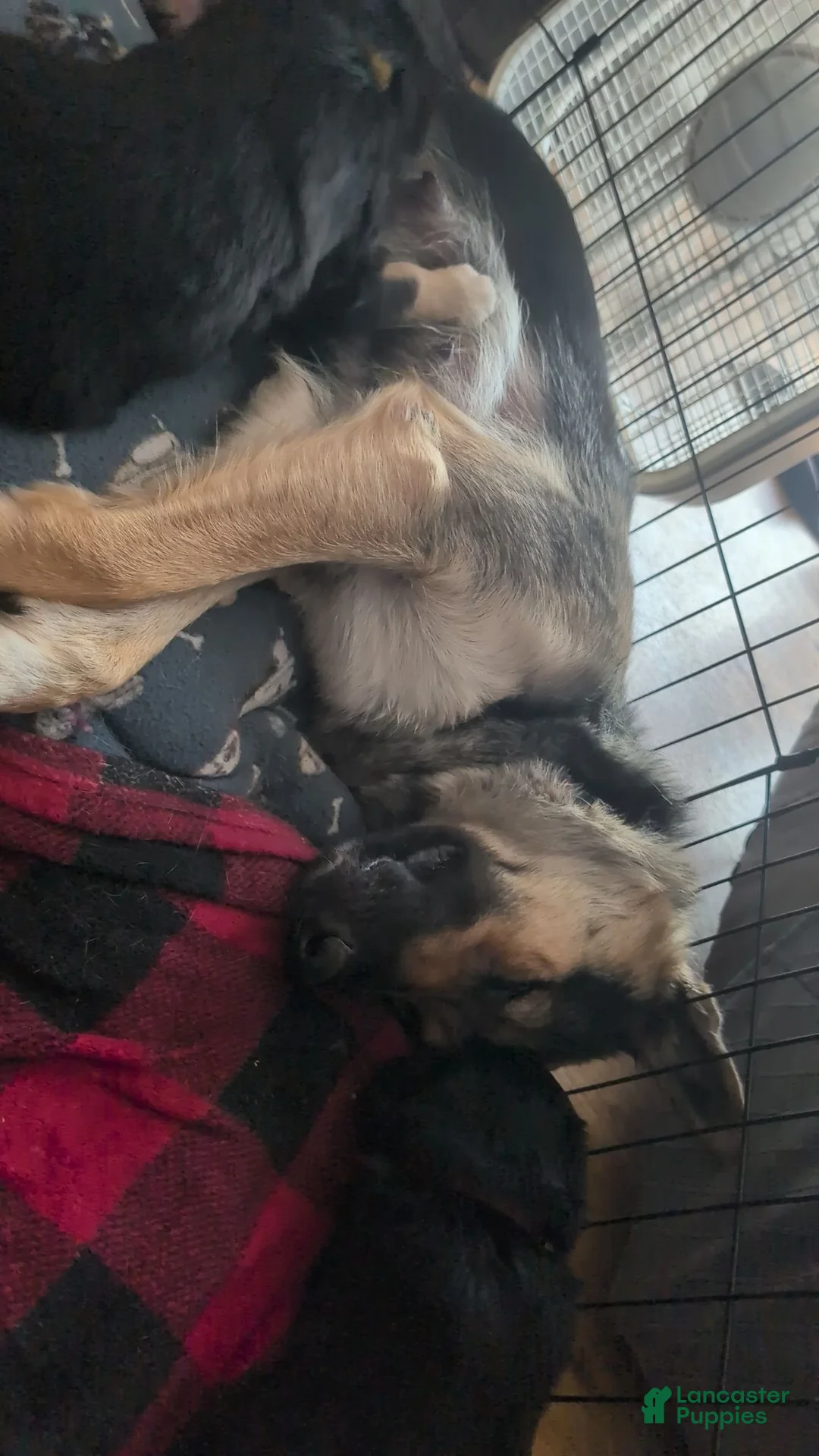 Mixed Breed dogs for sale: Not named yet.  - Ad 2
