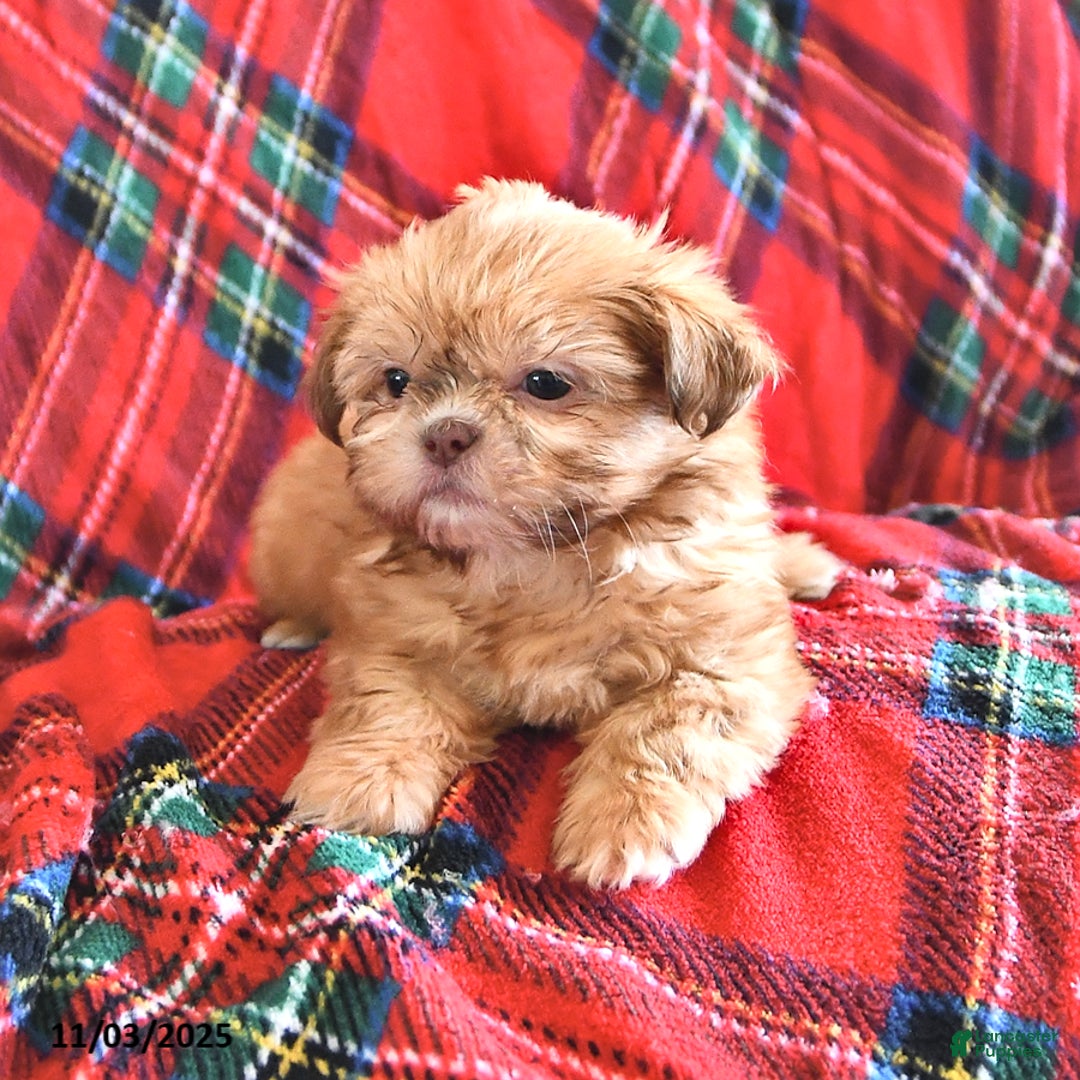 Teddy Bear dogs for sale: Ricky   - Ad 3