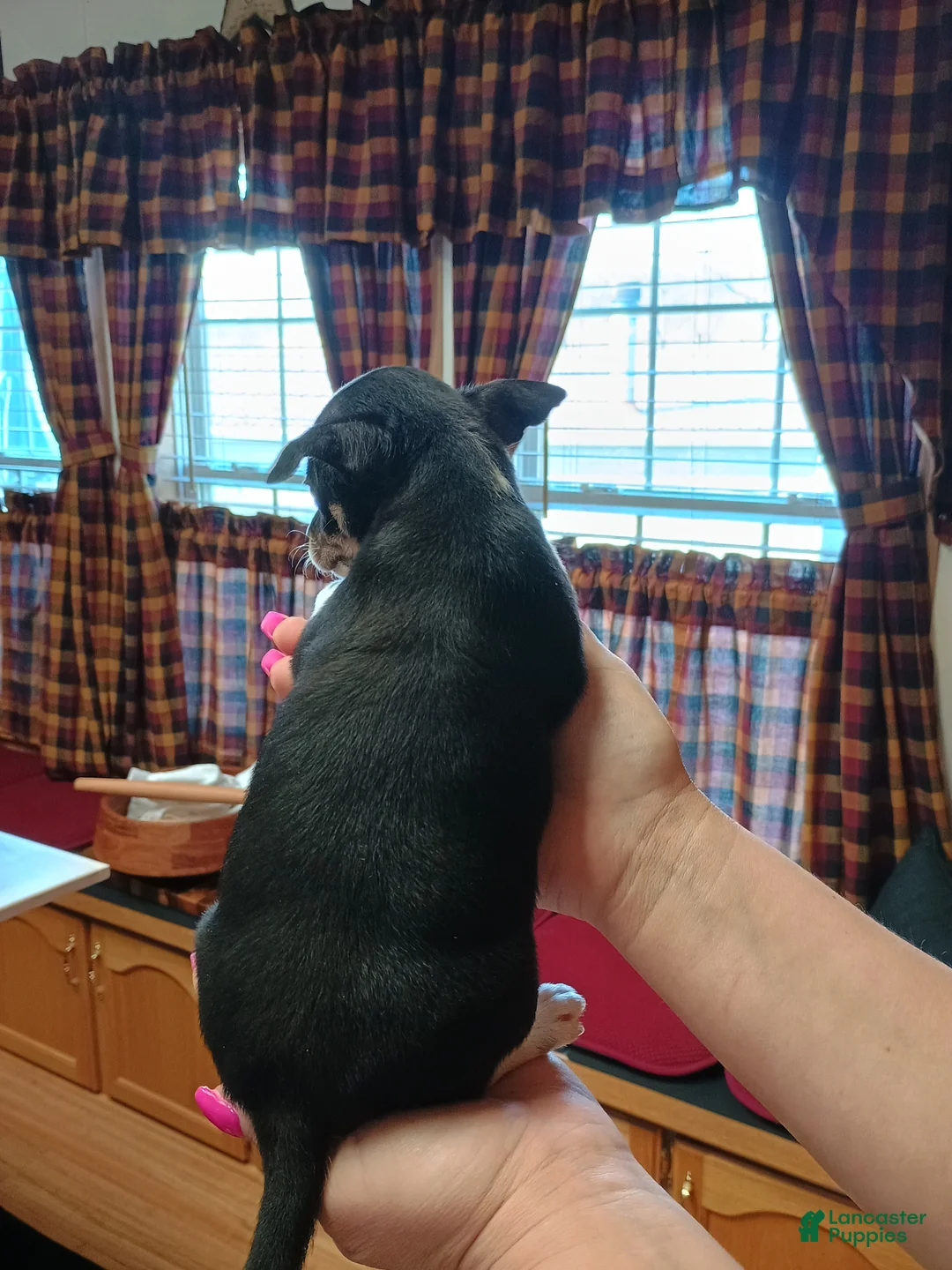 Mixed Breed dogs for sale: Zoro - Ad 8