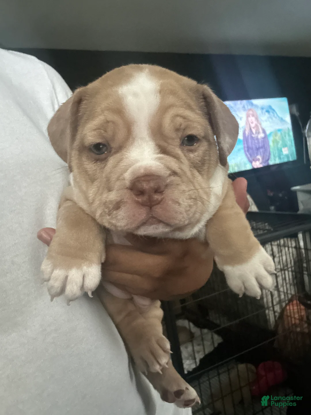 American Bully dogs for sale: American Bully Puppy 4 - Ad 2