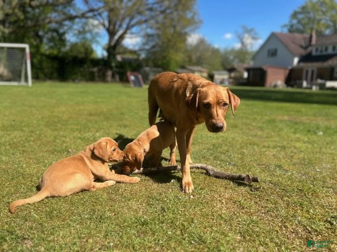 Labrador Retriever dogs for sale: Labrador Retriever Puppy 1 - Ad 4