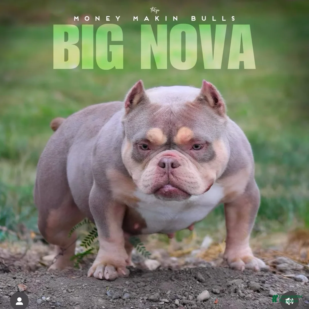 American Bully dogs for sale: Pinky - Ad 8