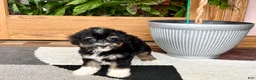 Havapoo dogs for sale: Havapoo boy 3  - Ad 7