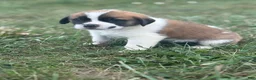 Saint Bernard dogs for sale: Tracker - Ad 5