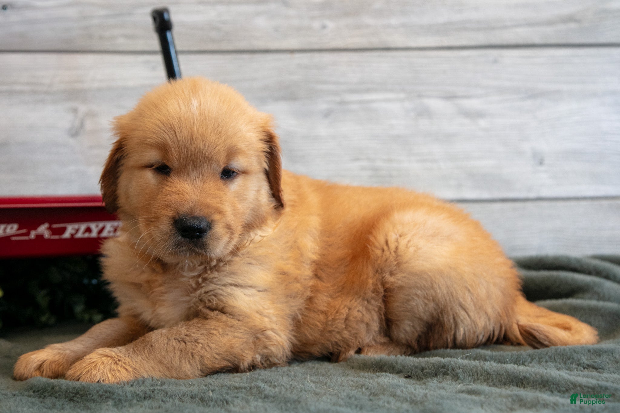 Golden Retriever dogs Buck - Ad 1