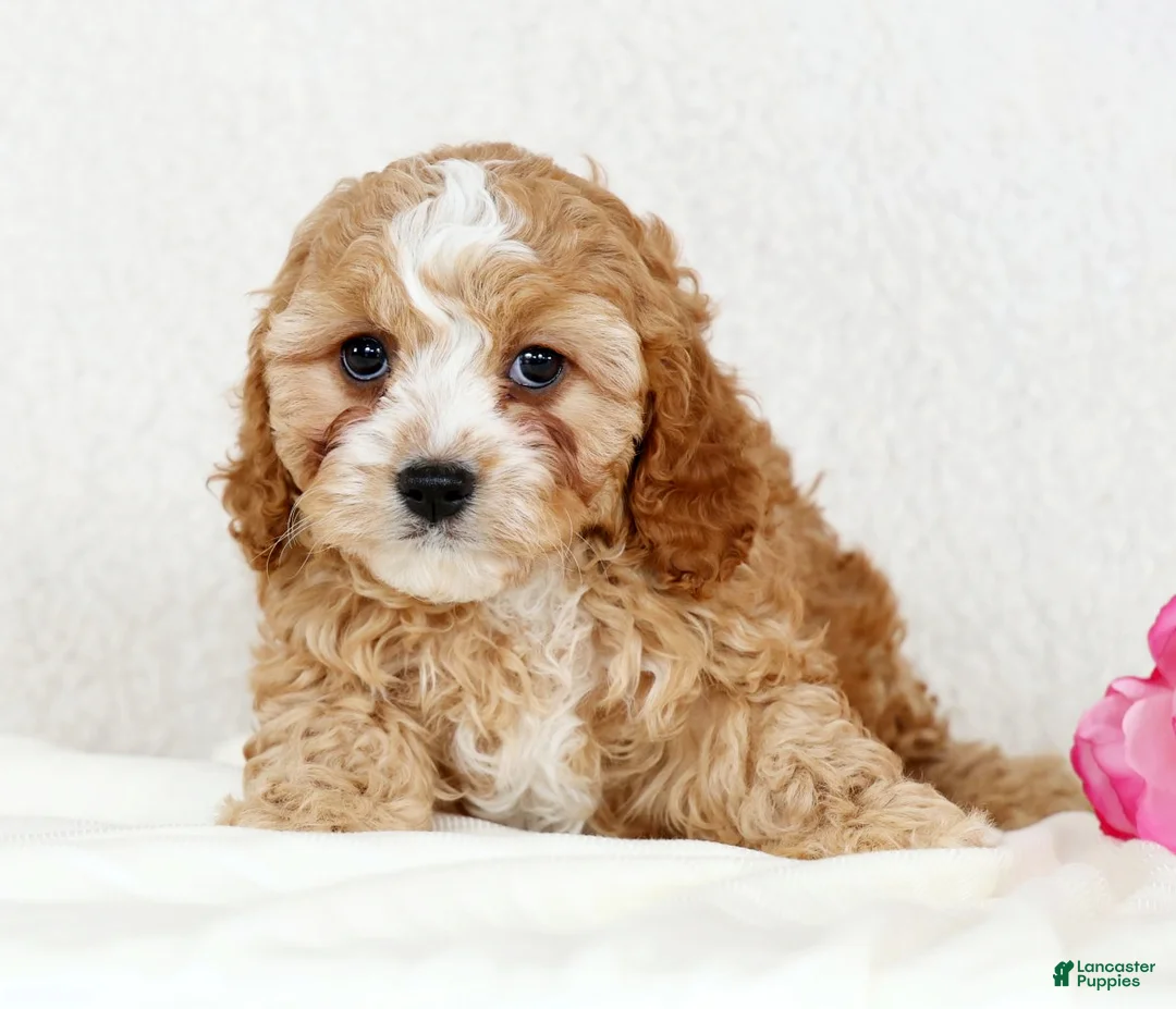 Cavapoo dogs for sale: Chloe - Ad 5