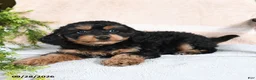 Mixed Breed dogs for sale: Brownie - Ad 2