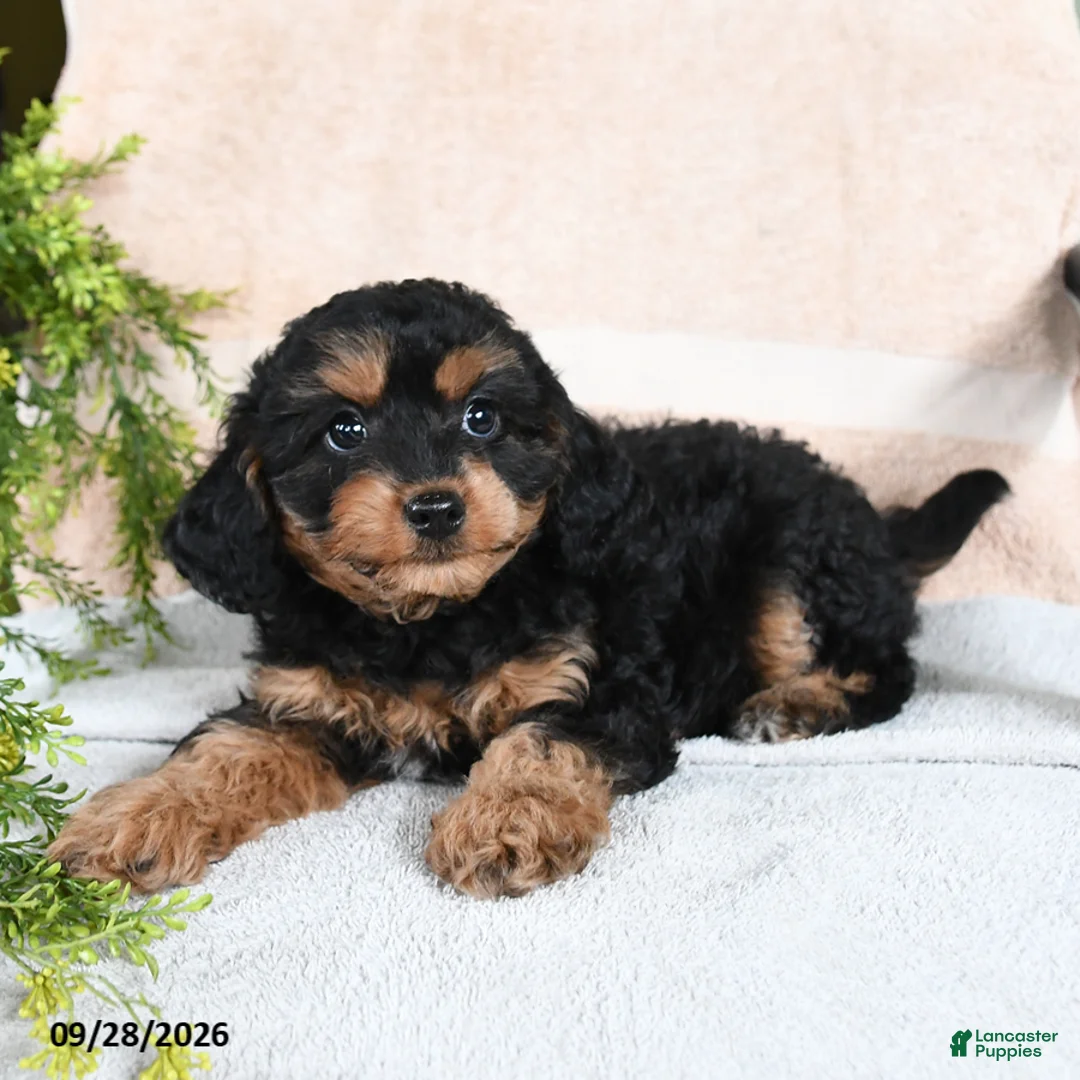 Mixed Breed dogs for sale: Brownie - Ad 2
