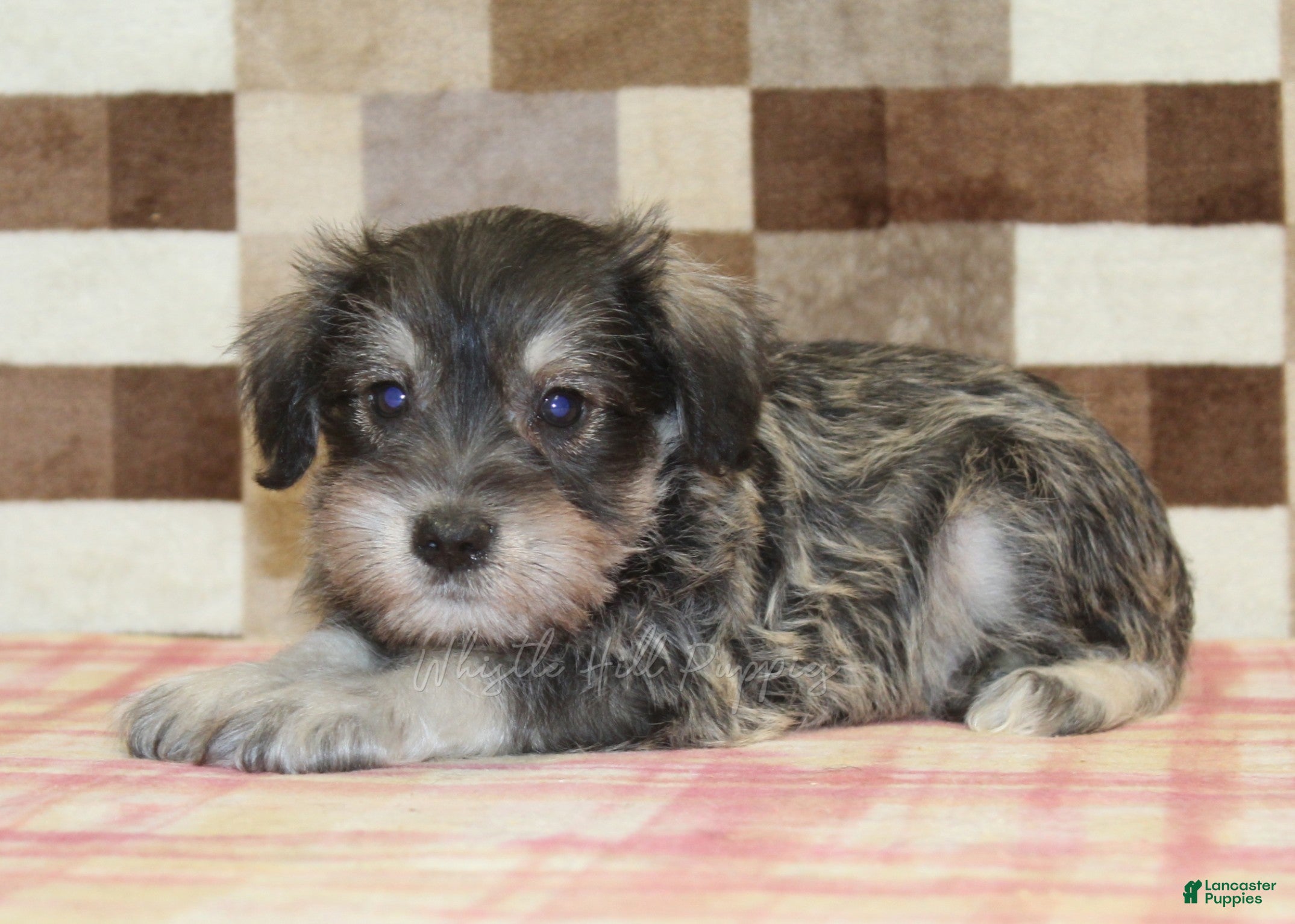 Miniature Schnauzer dogs Elmo - Ad 2