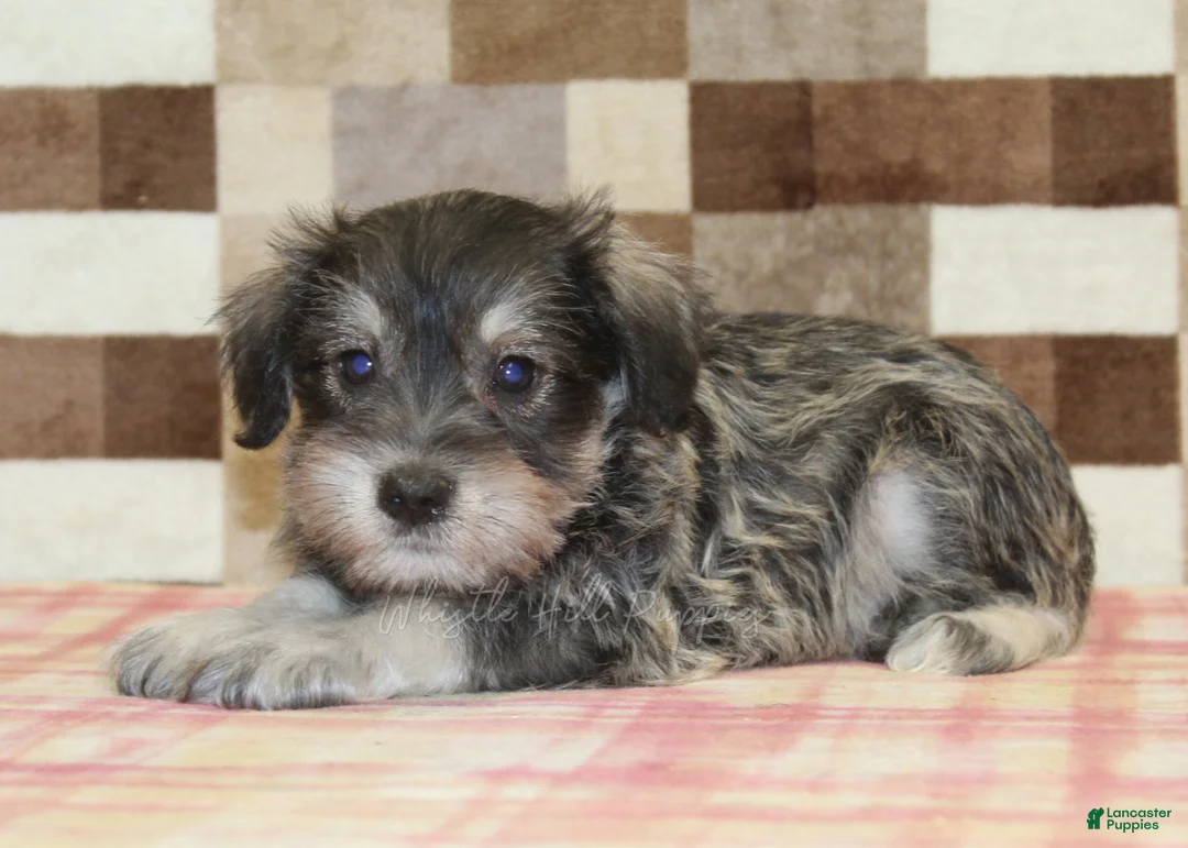 Miniature Schnauzer dogs for sale: Elmo - Ad 2