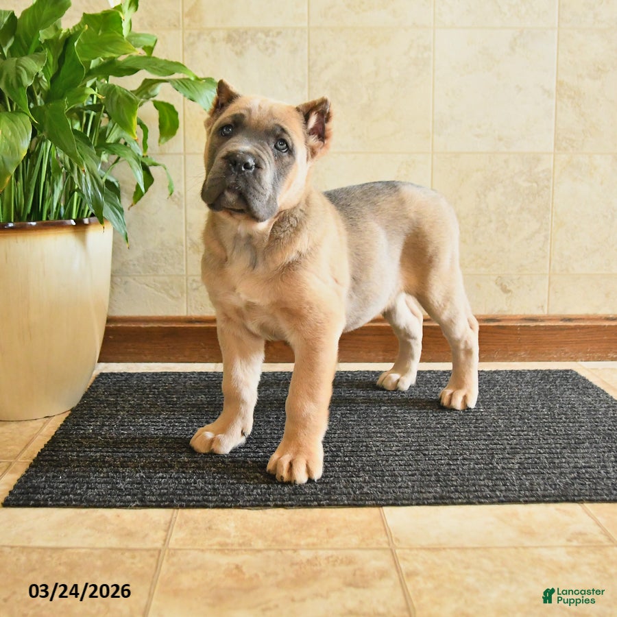 Cane Corso dogs Wrangler - Ad 2