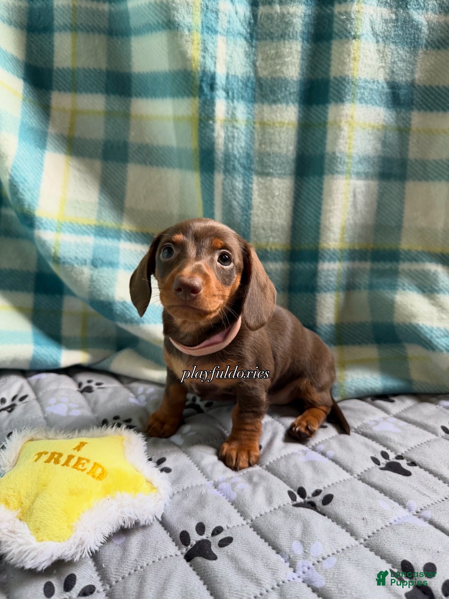 Miniature Dachshund dogs Tootsie - Ad 2