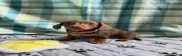 Miniature Dachshund dogs for sale: Tootsie - Ad 2