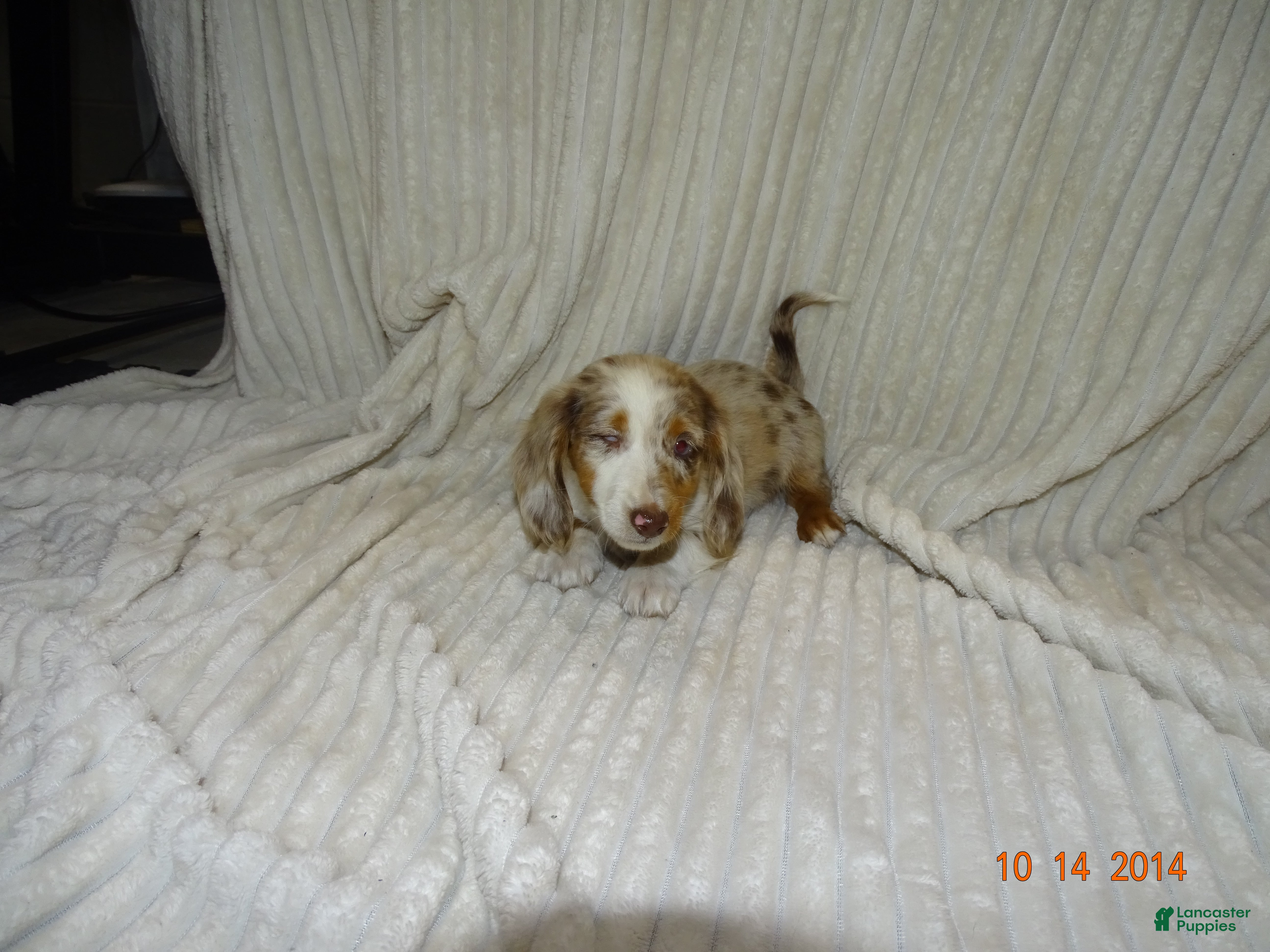 Miniature Dachshund dogs Bear  - Ad 1