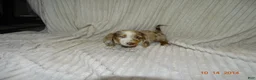 Miniature Dachshund dogs for sale: Bear  - Ad 1