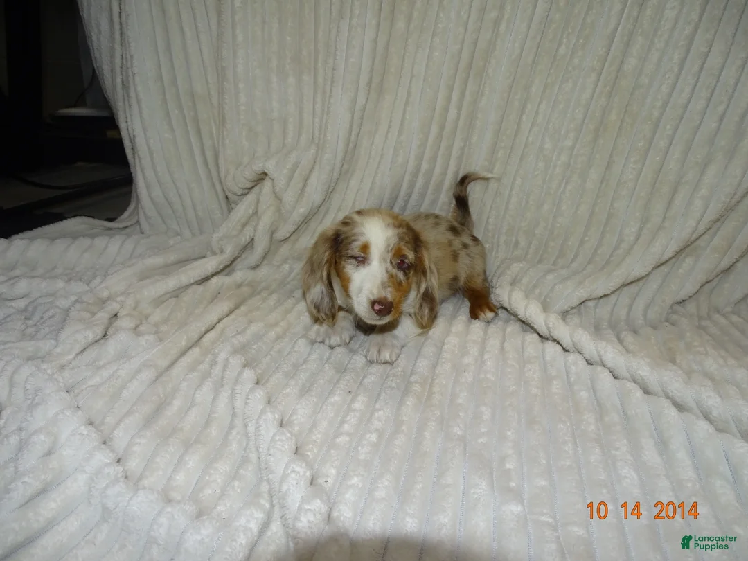 Miniature Dachshund dogs for sale: Bear  - Ad 1