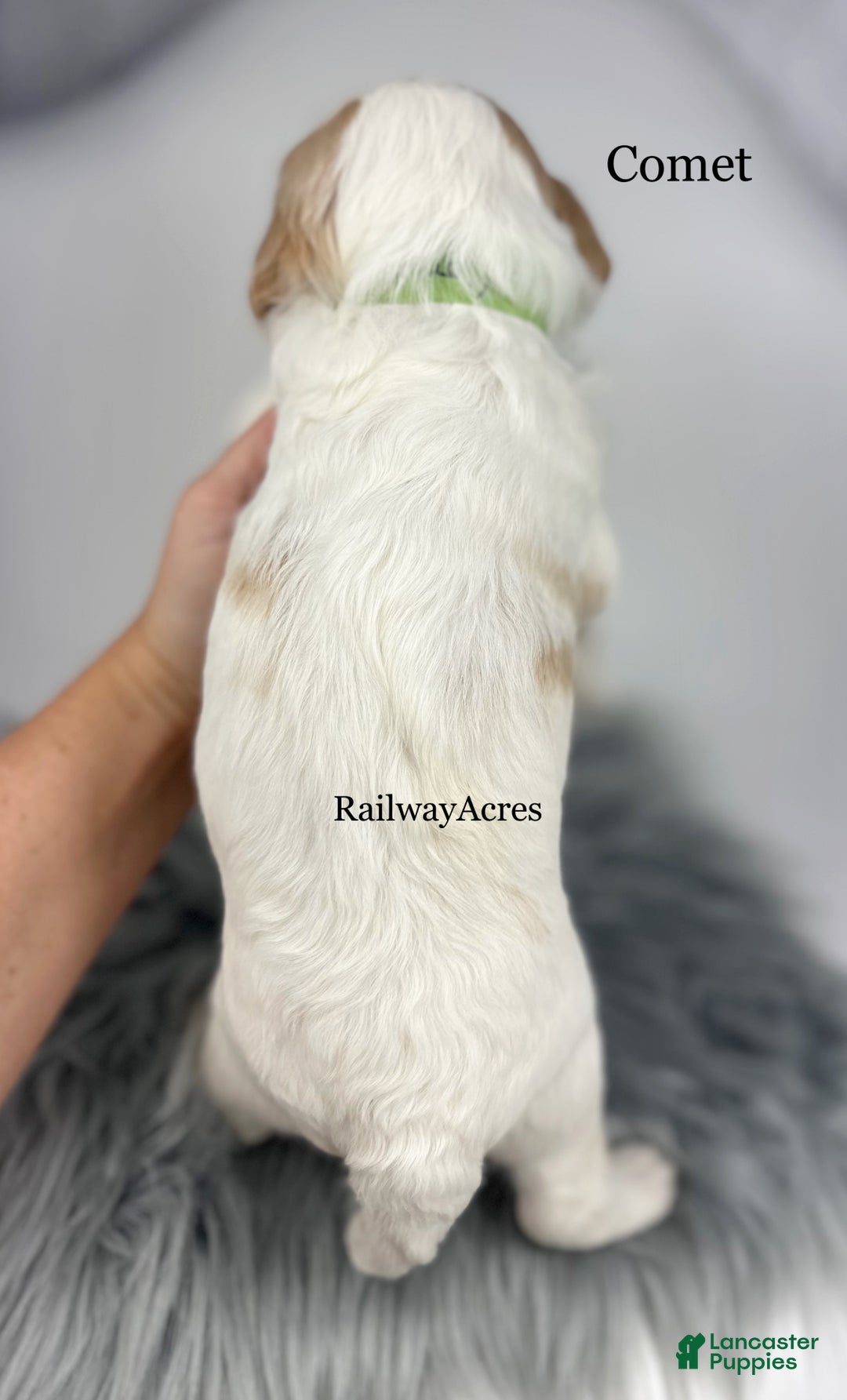 Mixed Breed dogs for sale: Comet - Ad 4