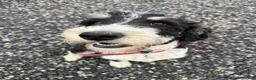 Mixed Breed dogs for sale: Light pink collar girl  - Ad 2