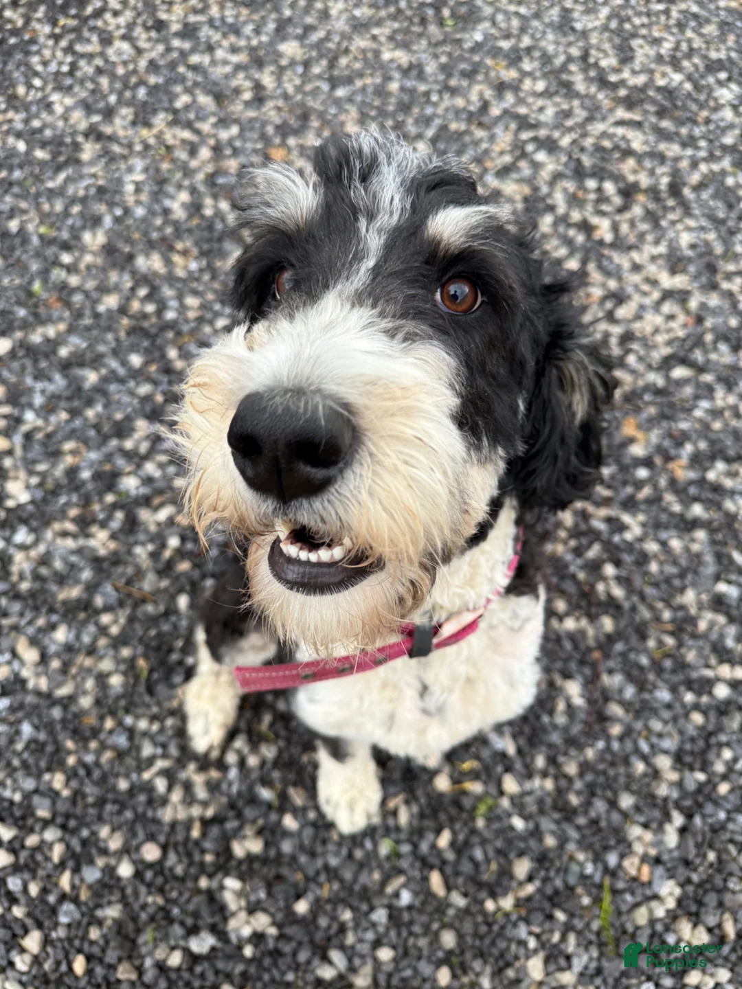 Mixed Breed dogs for sale: Light pink collar girl  - Ad 2