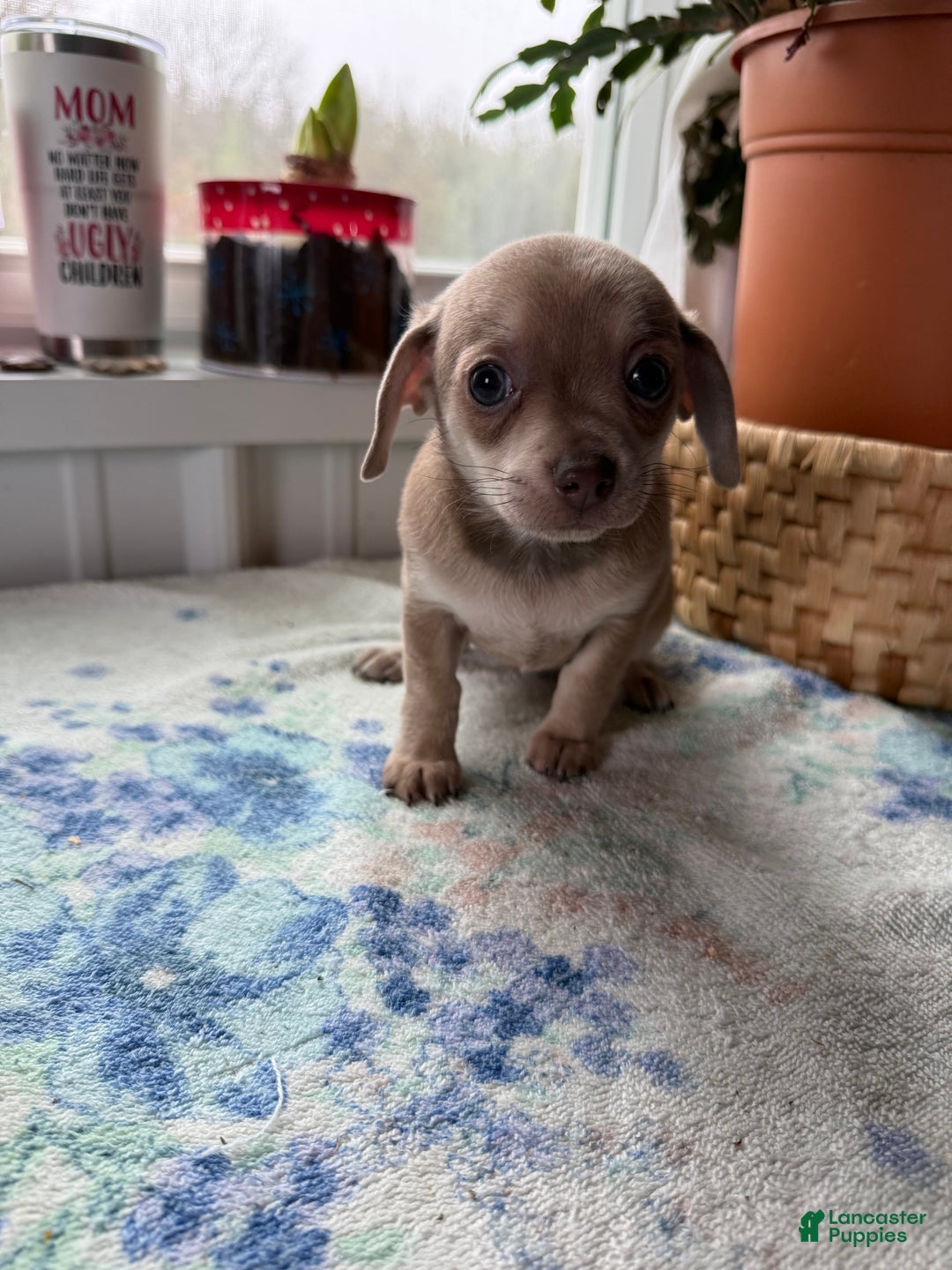 Chihuahua dogs for sale: Precious  - Ad 1
