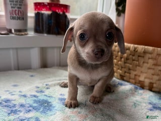 Chihuahua dogs Precious - Ad 37