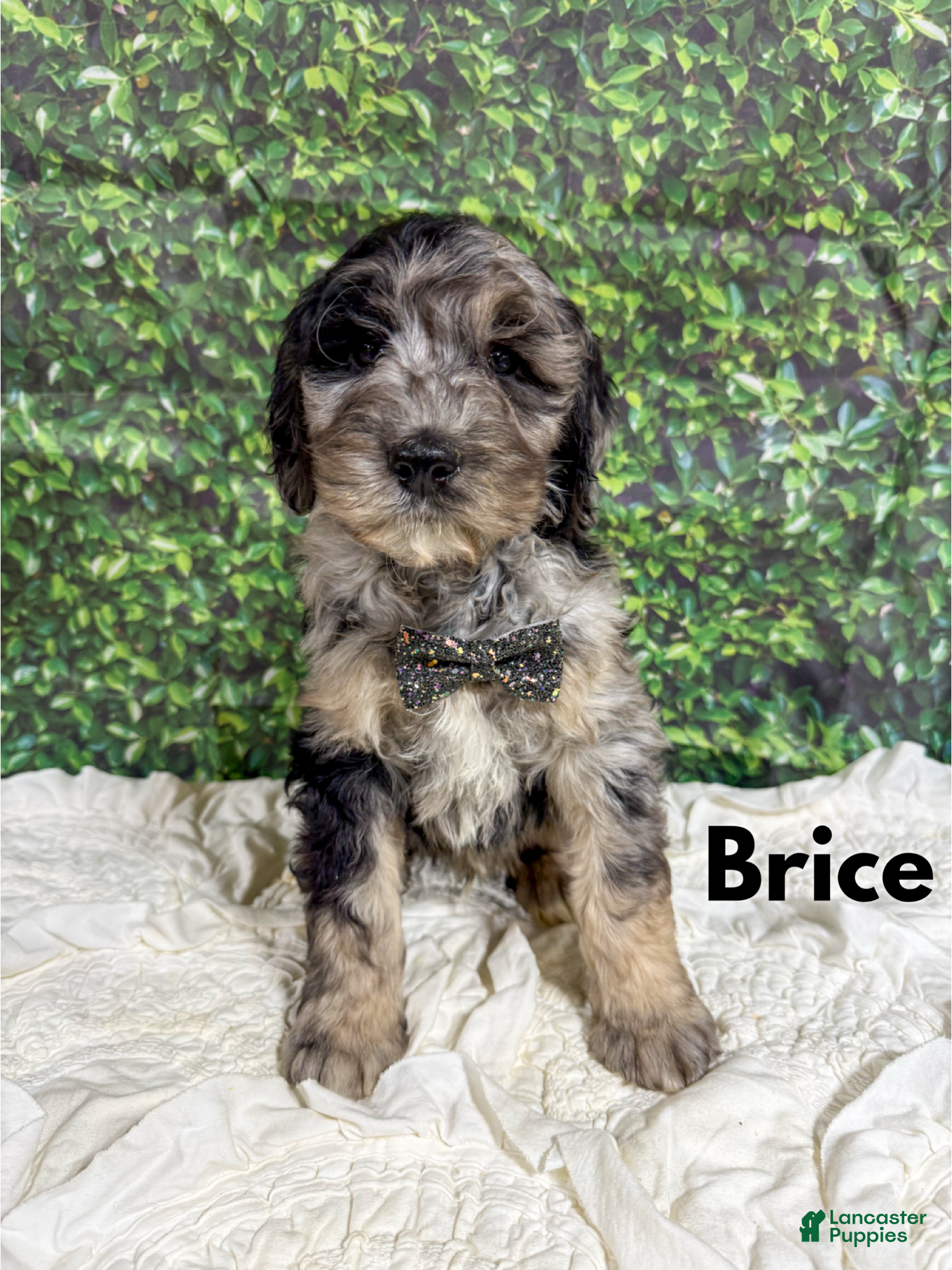 Saint Berdoodles dogs Brice - Ad 14