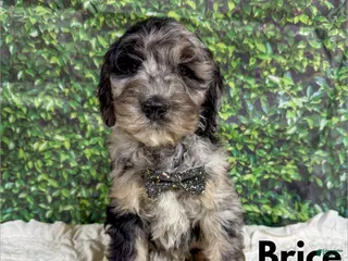 Saint Berdoodles dogs Brice - Ad 14