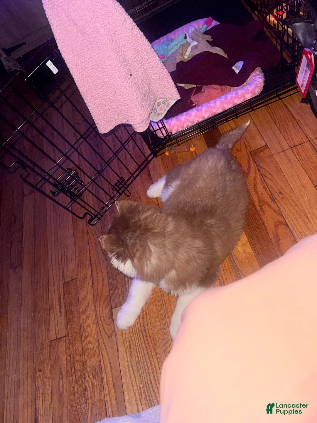 Mixed Breed dogs for sale: Mixed Breed Puppy 2 - Ad 3