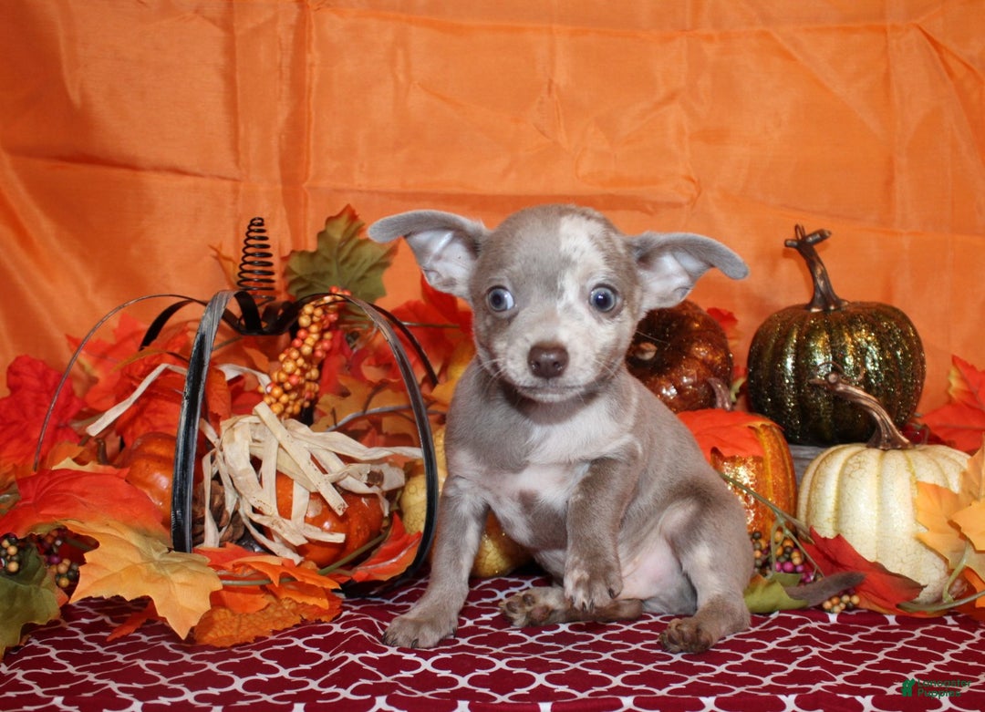 Chihuahua dogs for sale: Finnick - Ad 7