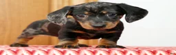 Miniature Dachshund dogs for sale: Lucky - Ad 1