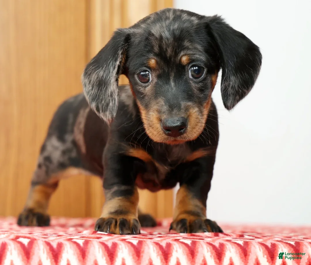 Miniature Dachshund dogs for sale: Lucky - Ad 1