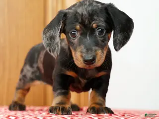 Miniature Dachshund dogs for sale: Lucky - Ad 1