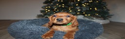 Mixed Breed dogs for sale: gretchen - Ad 2