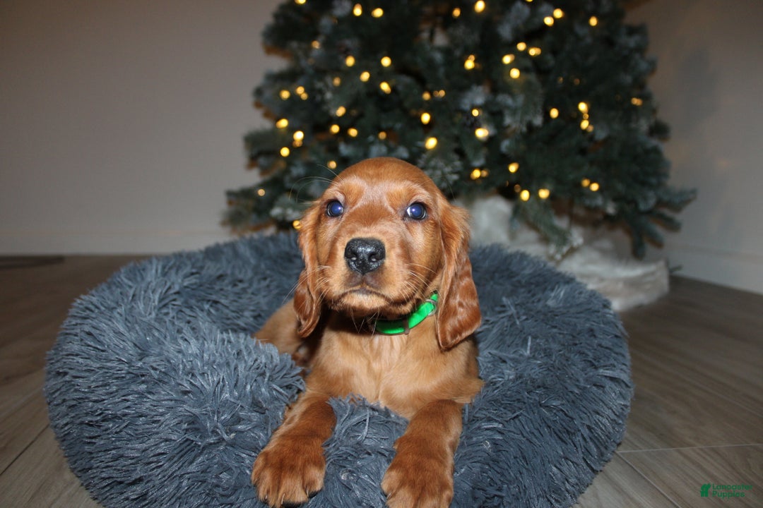 Mixed Breed dogs for sale: gretchen - Ad 2