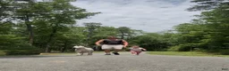 Dogo Argentino dogs for sale: Green male  - Ad 6